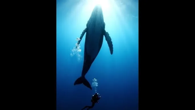 纳尼亚传奇1下载 - 深蓝星球：探索海洋深处的未知世界